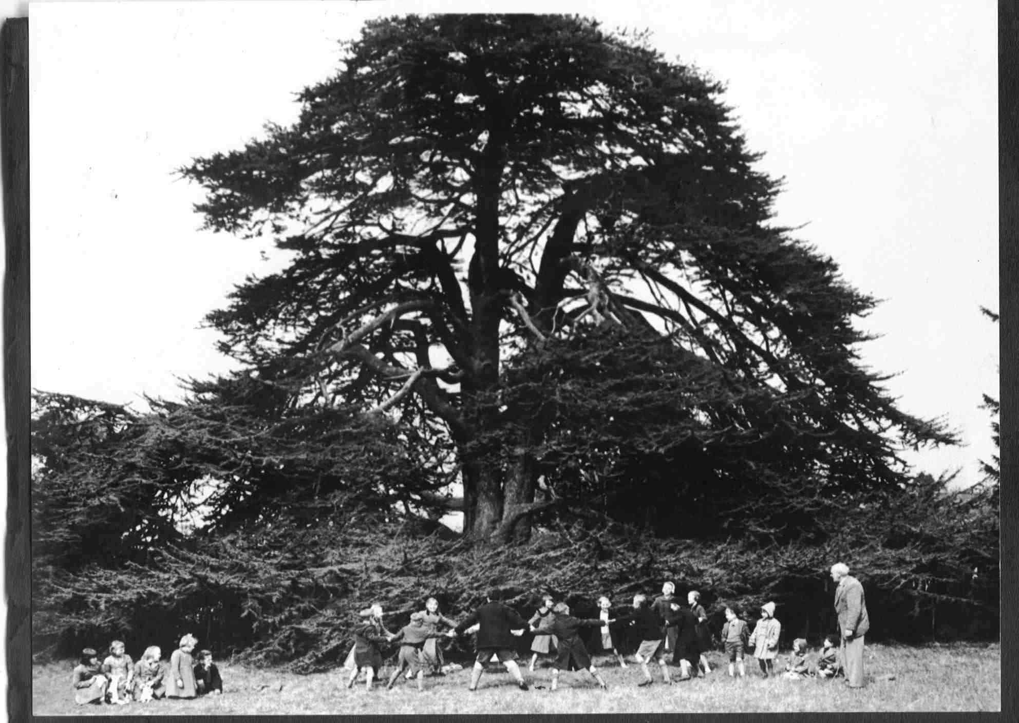 Birchanger Cedar tree
