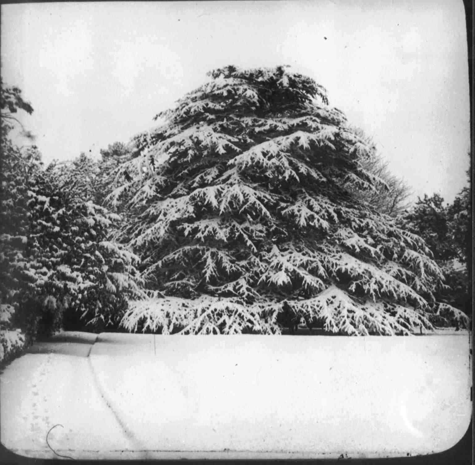 Birchanger Tree in Winter